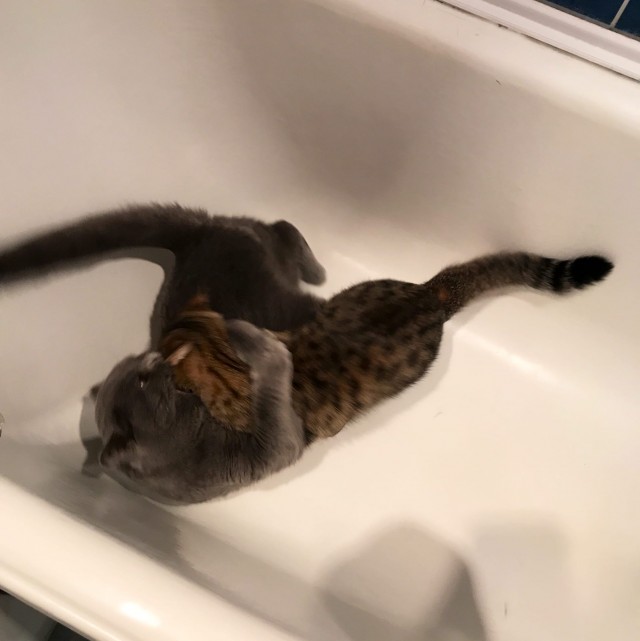 Эти забавные животные
