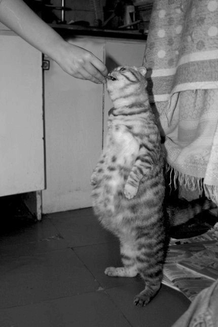 Кормим кота с рук