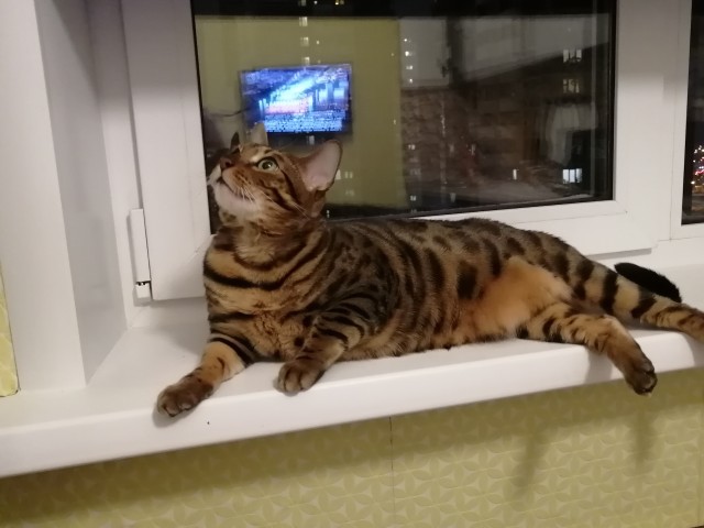 Моя красотка