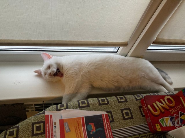 Последний котовторник 2020 года