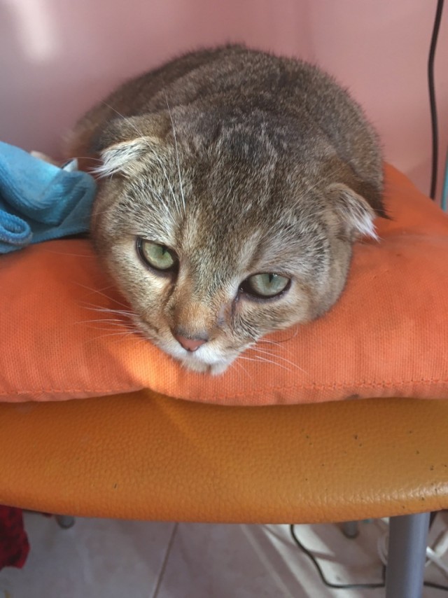 Ребят, помогите с кошкой! Это 3,14*дец!