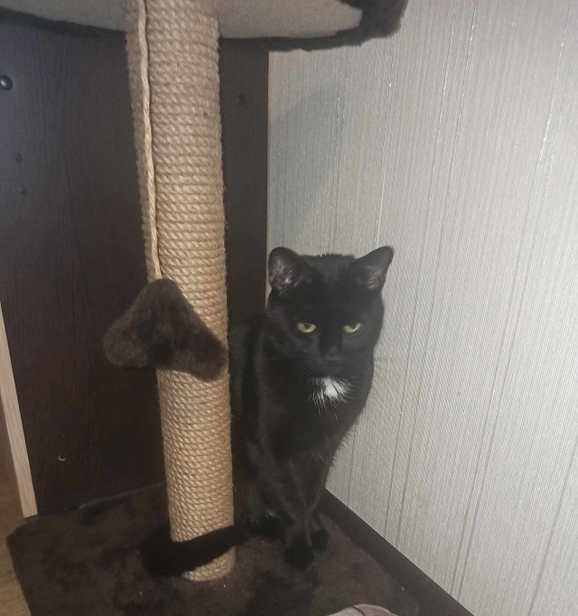 Котовторник же очередной