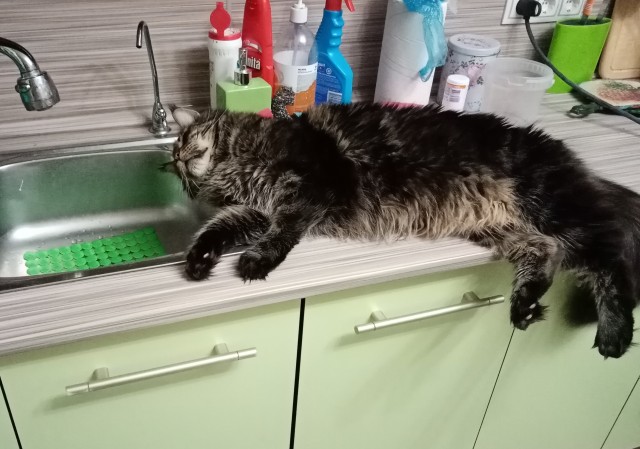 Котовторник 14.09.2021