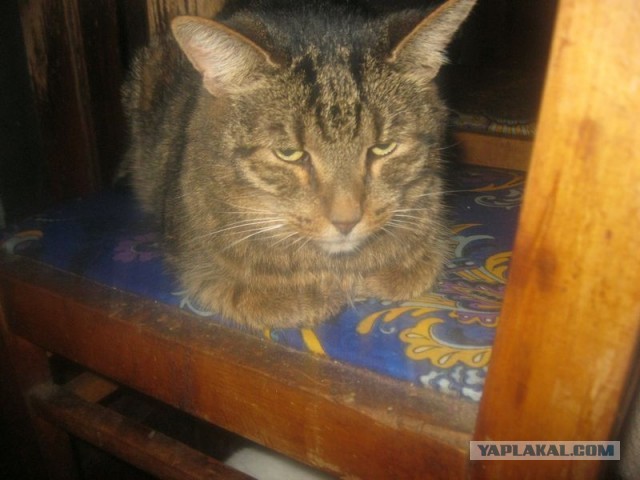 Жизнь домашнего приюта для котеек 367