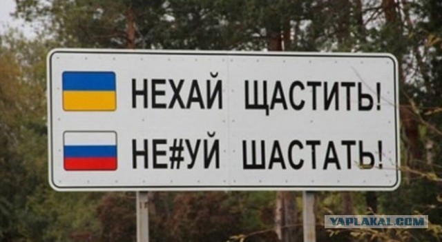 В новости прекрасно всё, особенно собака!