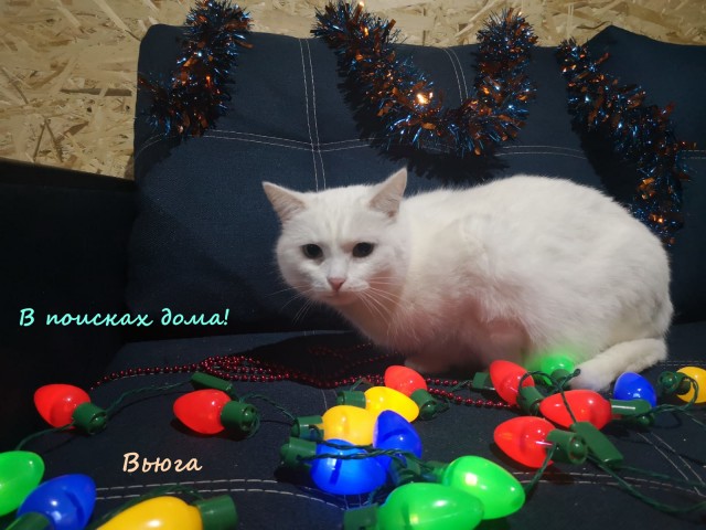 Жизнь домашнего приюта "Котоленд" 316