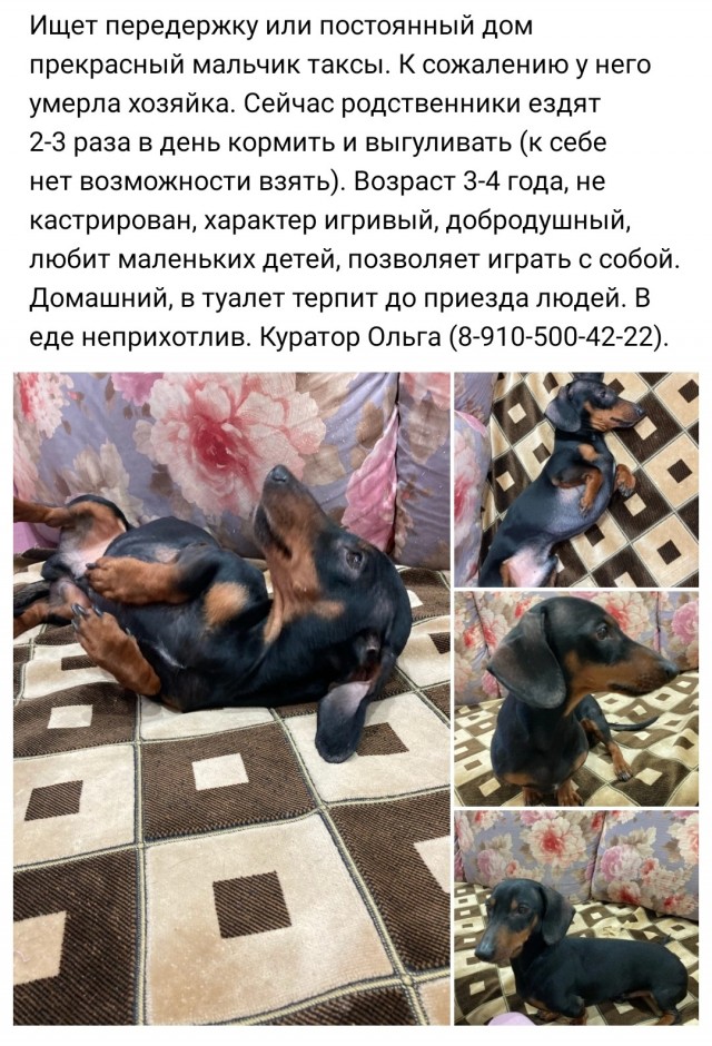 Таксы: опыт содержания в квартире