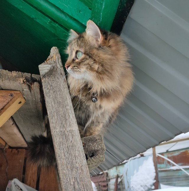 Котовторник 25.01.22