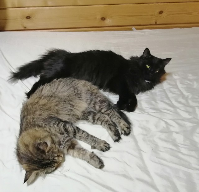 Котовторник. Февраль