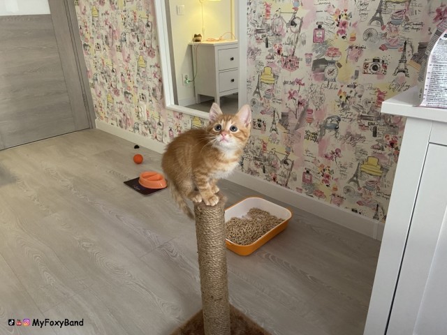 МИРУ - МИР ! Котикам - котовторник !