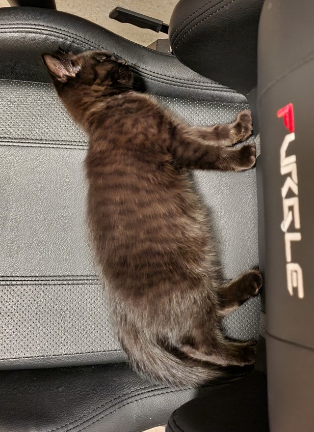 Ну, поехали в котоввторник!