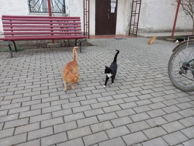 Котовторник ведь начался!