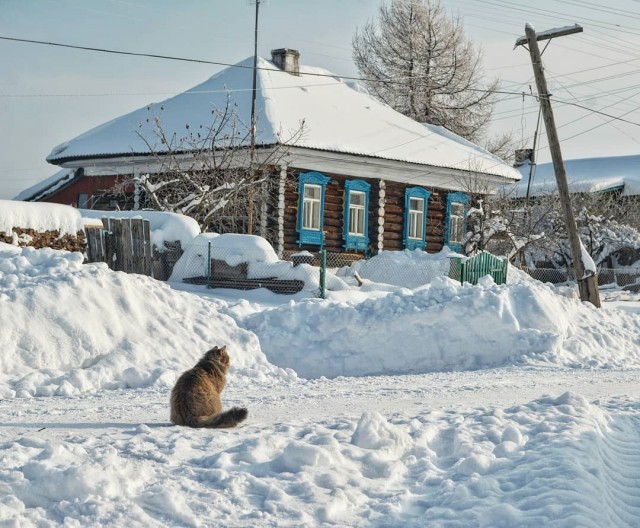 Деревенские, милые, шерстяные