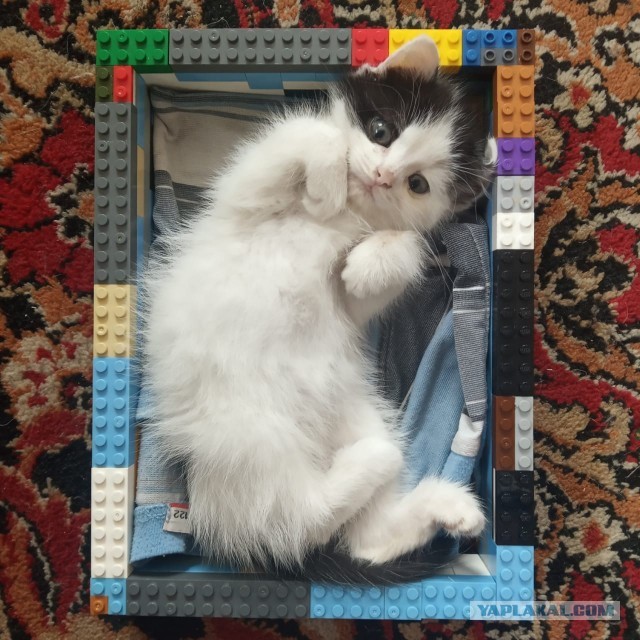 Котовторнику быть