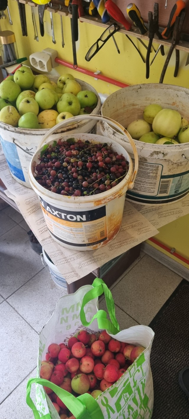 А мы картошку копаем
