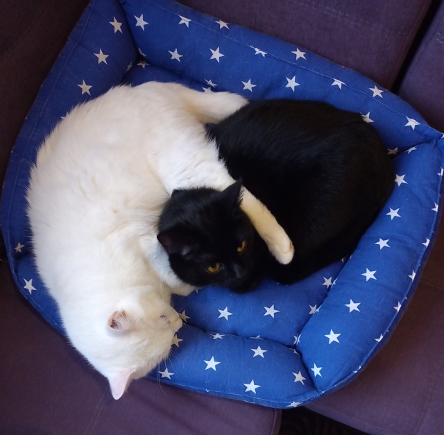 Котовторник 18.10.22