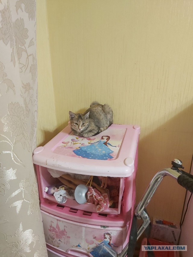 Вот и дочь стала рабом (котовторнику посвещается)