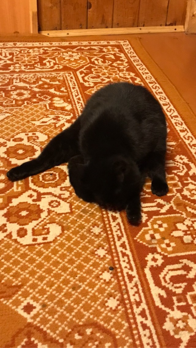 Сегодня День защиты черных котов!