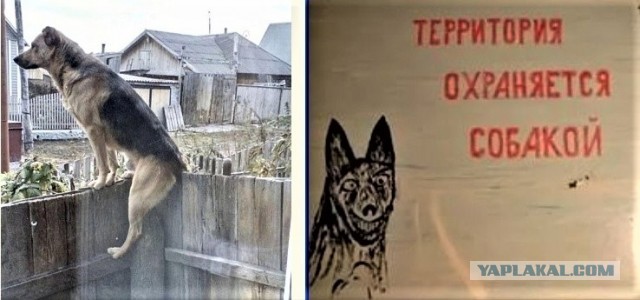 В собакочетверг о рабочих собаках замолвите слово