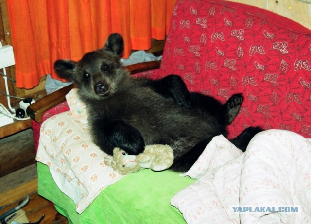 Кошек развелось