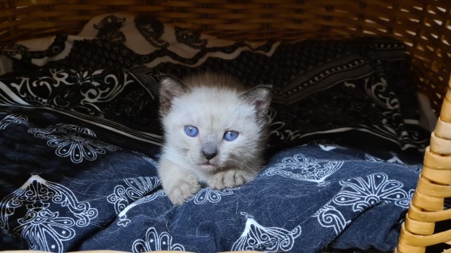 Коточетверг!