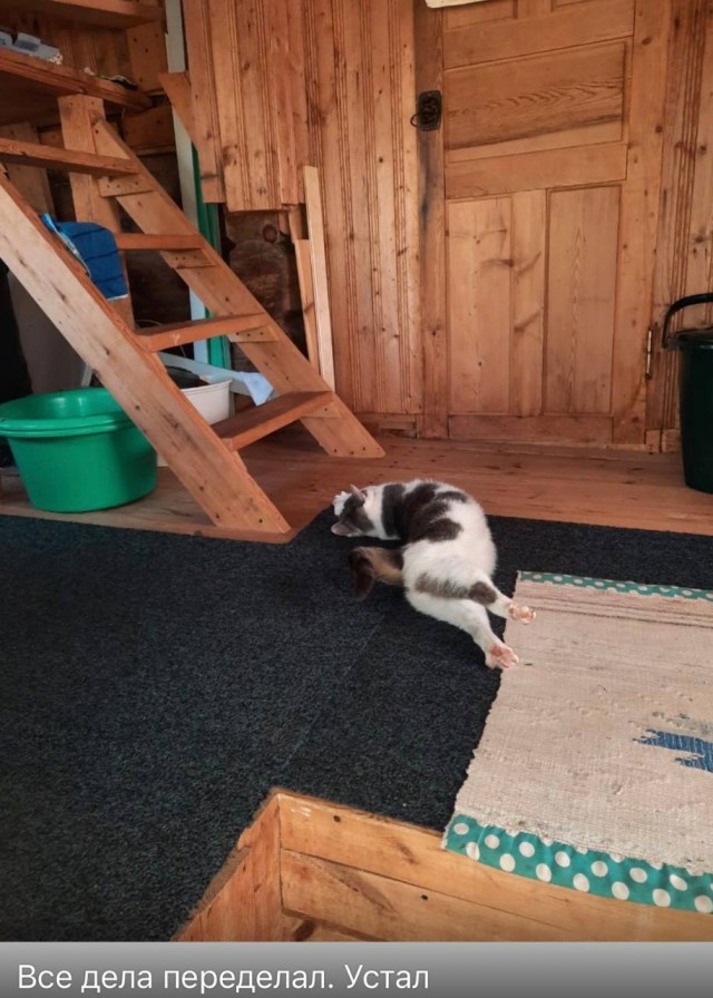 Много дел у кота на даче...