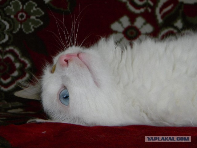 Котовторник 09.04.2013