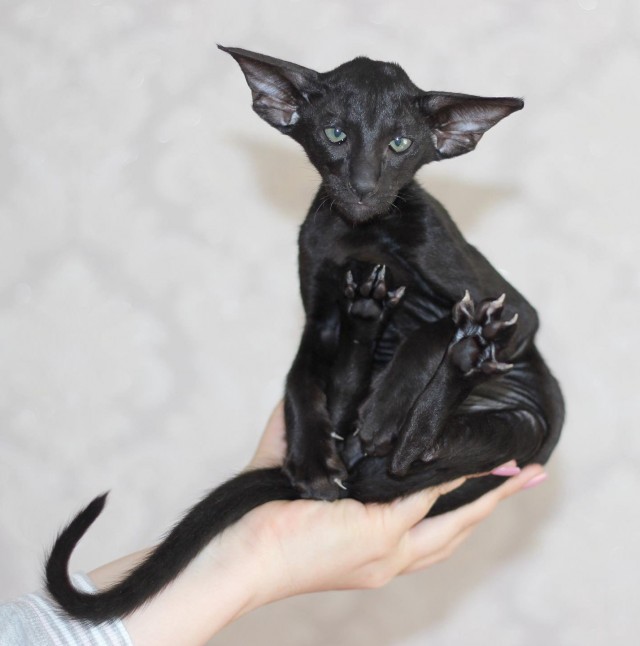 Кот «вампир»