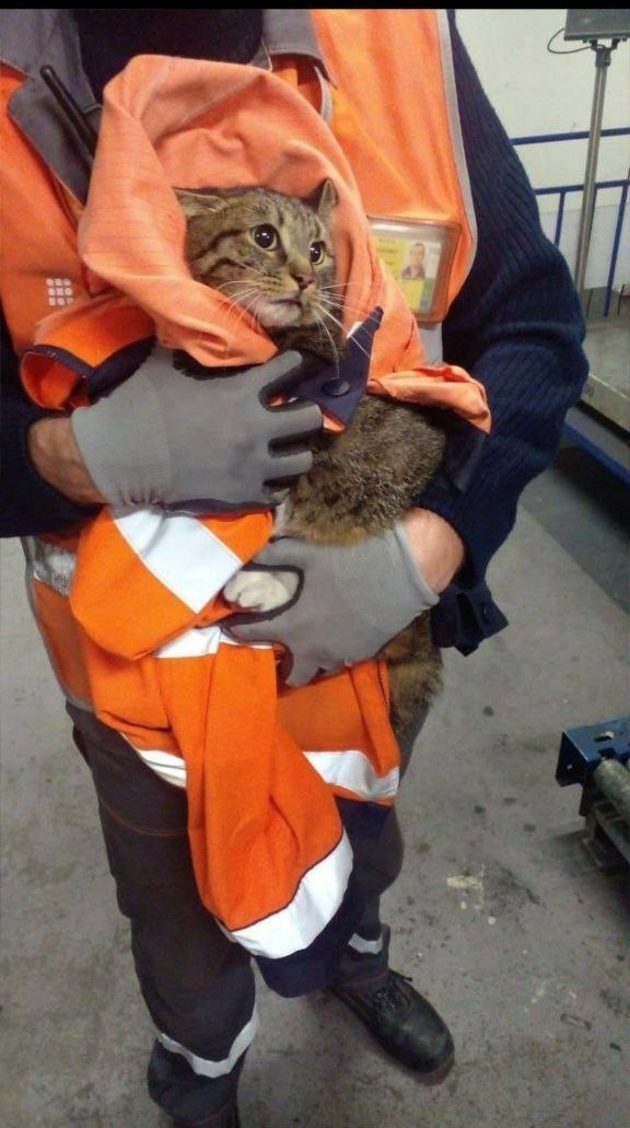 Эпопея со сбежавшим в А/П "Внуково" котом закончилась