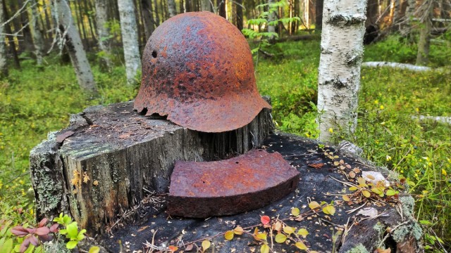 Шепот прошлого: что помнит раненое дерево