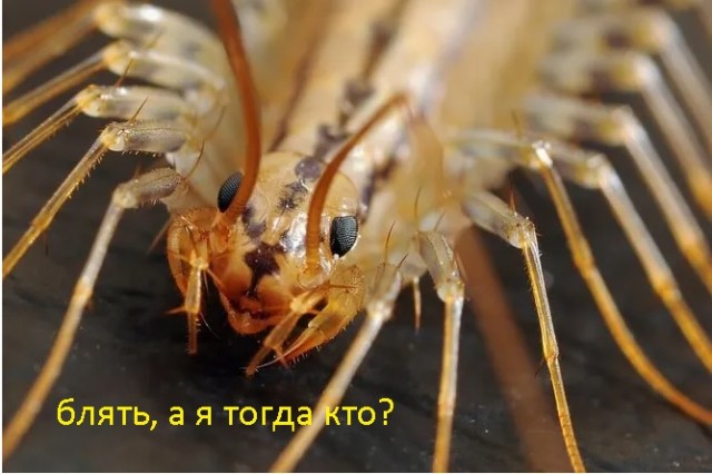 Так себе мухоловка