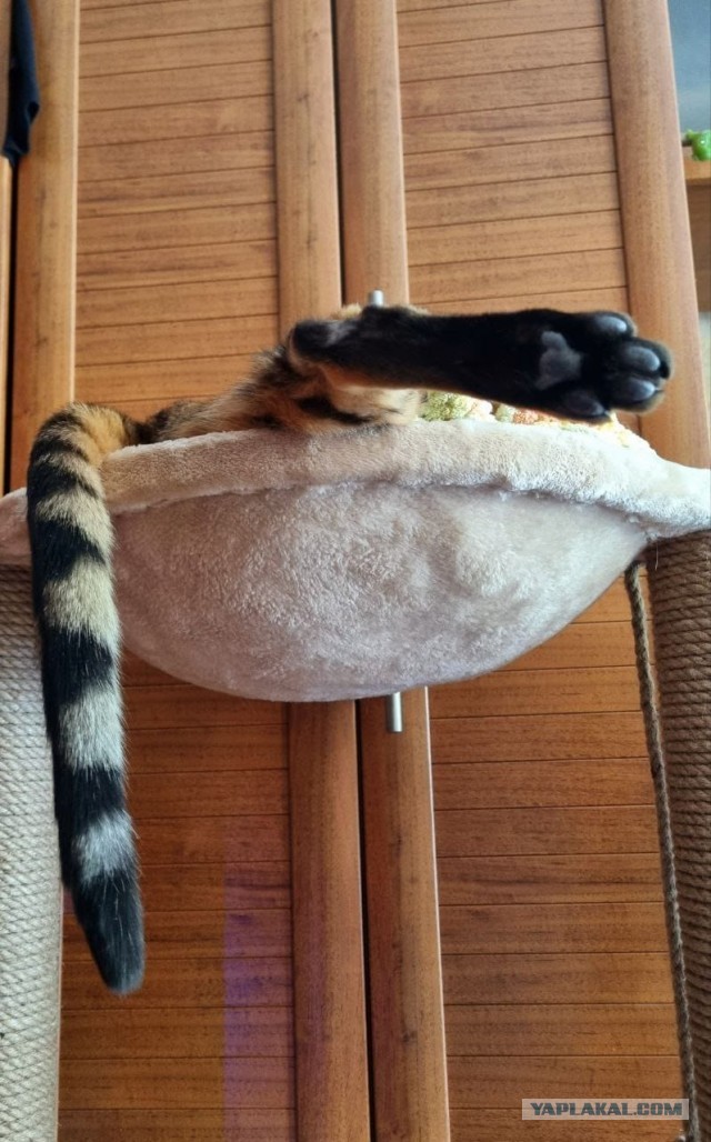 Позы для сна у кошек - что они означают?