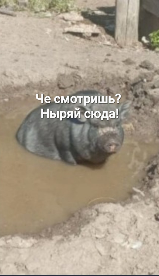 Вьетнамская вислобрюхая свинья. Мясо, или жир?⁠⁠
