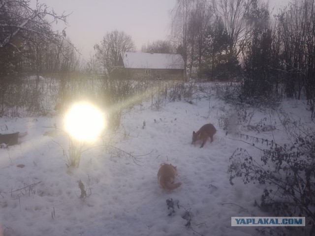 Жизнь домашнего приюта для котеек 473