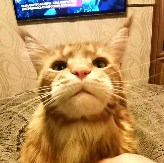 С котовторником ЯПовцы