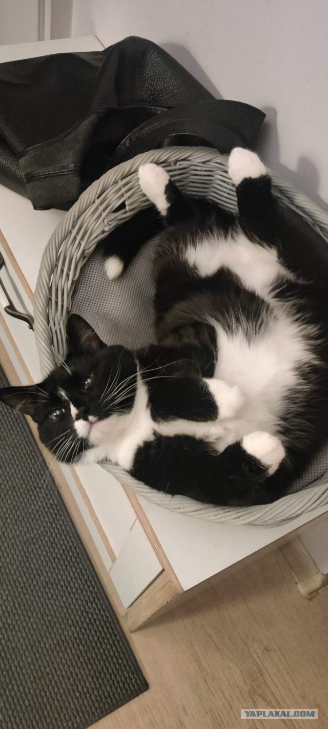 Кошкопортрет