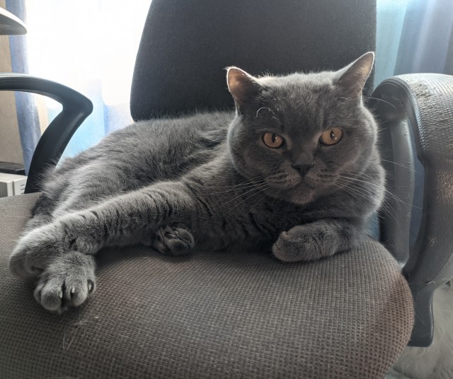 Котёночек опухает. Требуется совет.