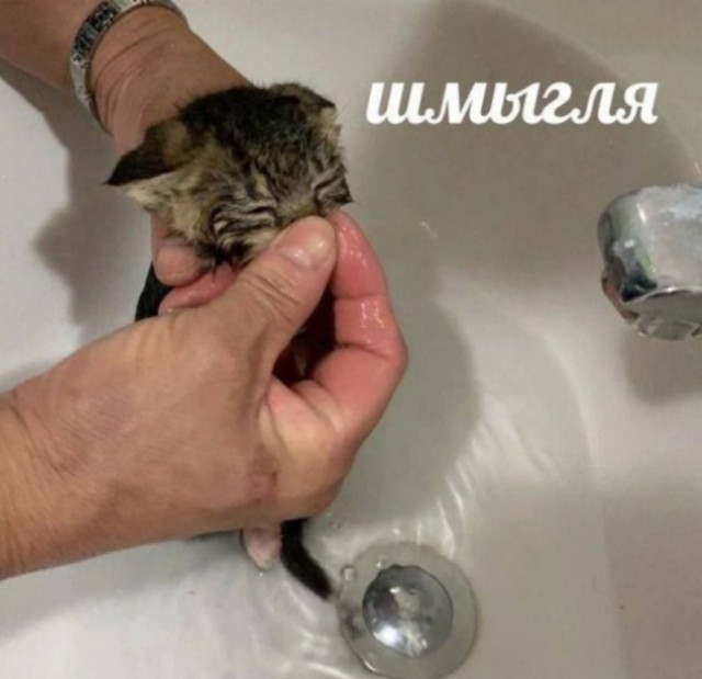Встречайте пополнение!