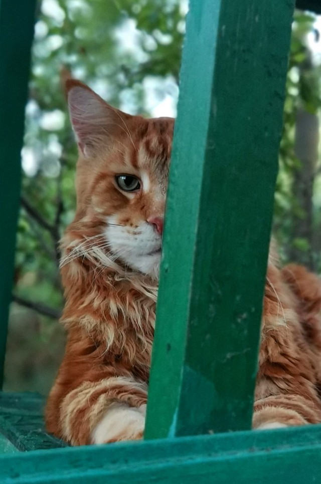 С Котовторником!