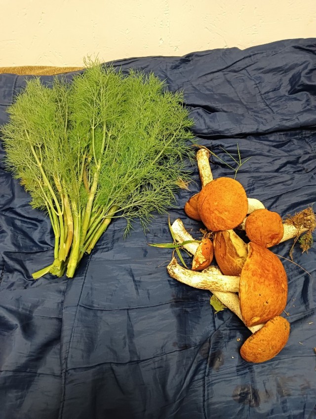 СлонотЯп-2. Начало