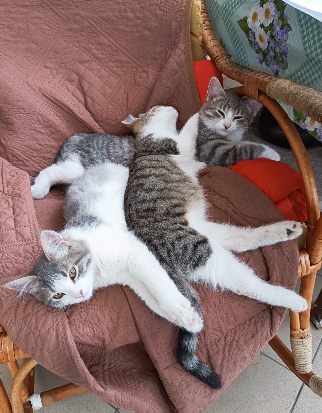 Жизнь с котом в одной картинке