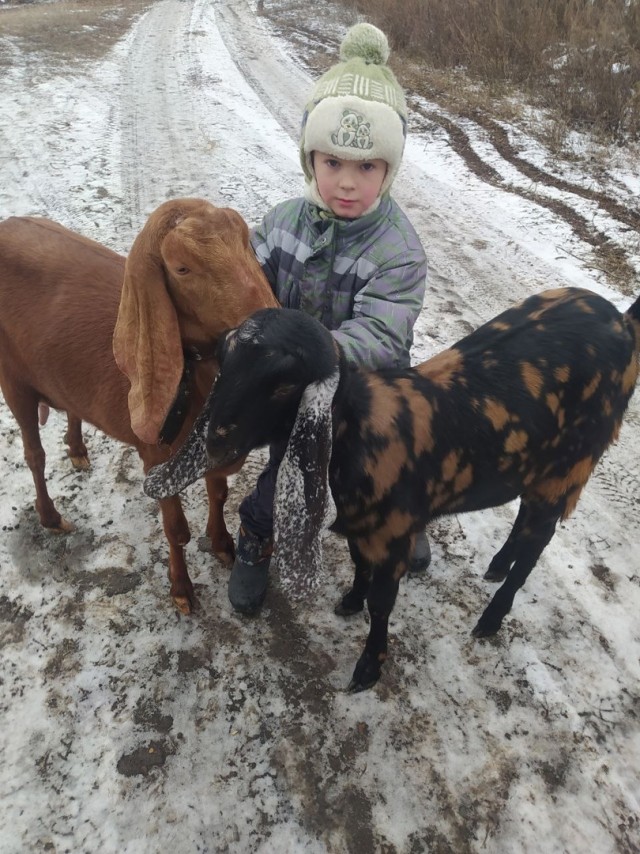 Веселая ферма: GPS трекеры для собак