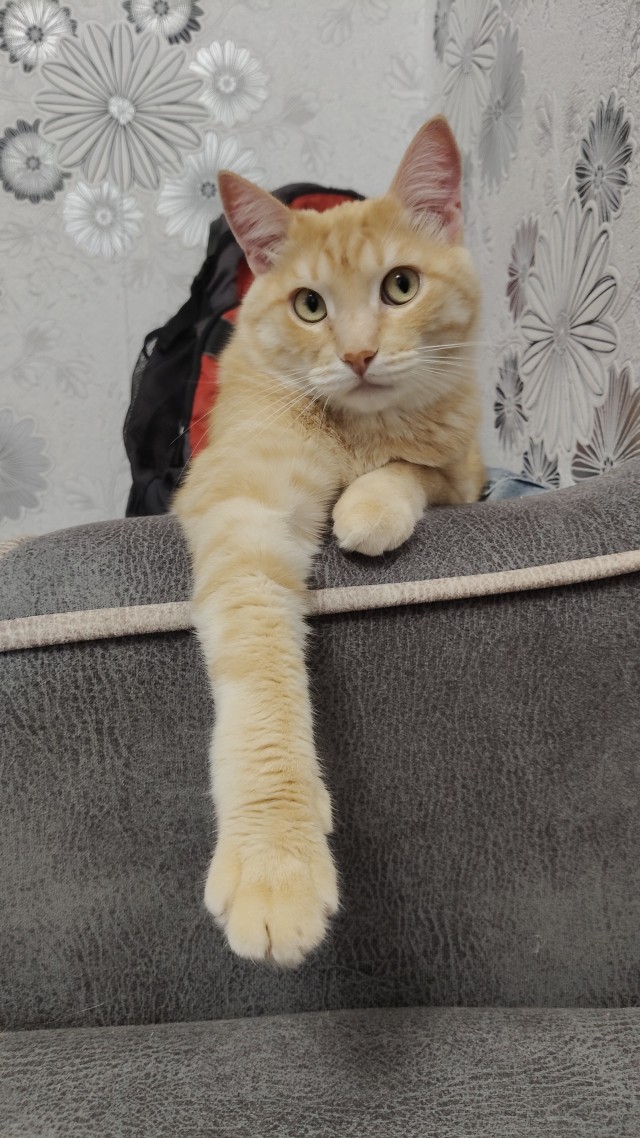 Котовторник