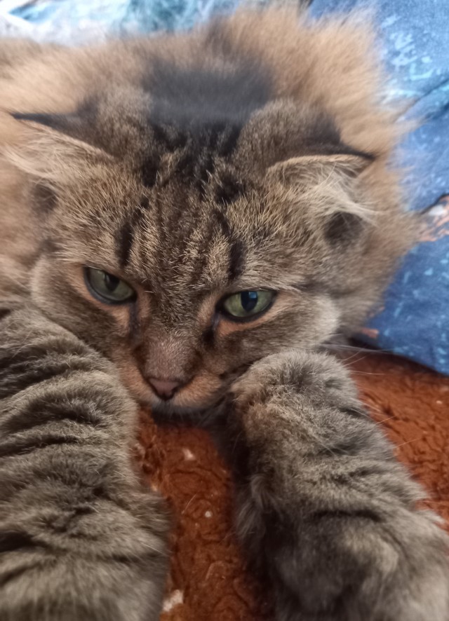 Жизнь Кота