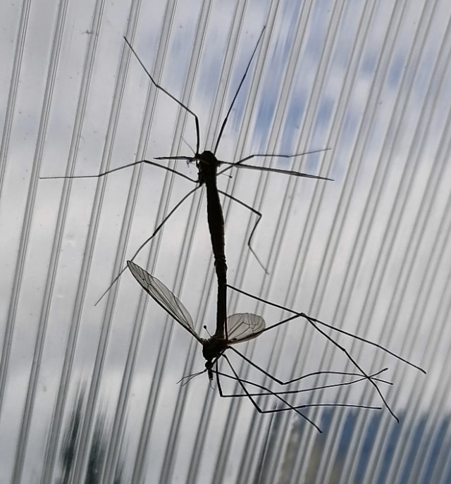 Любовь до гроба