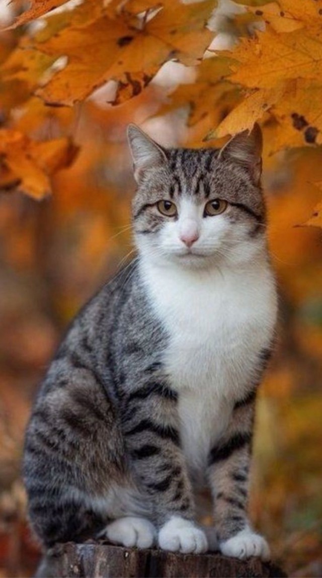Осенний кот