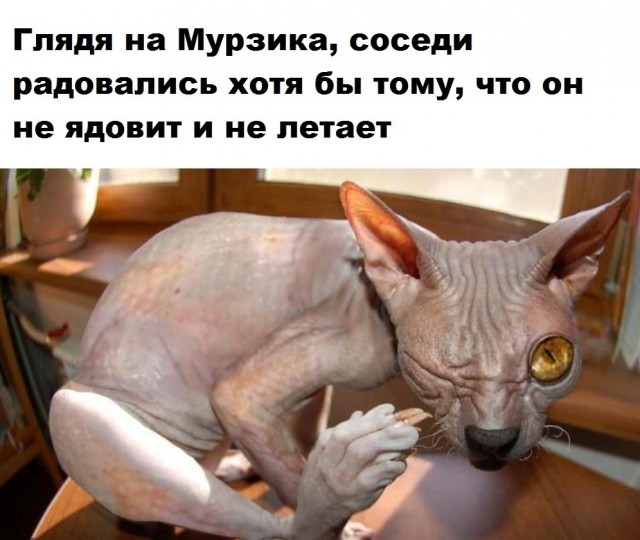 Хозяйка впервые решила искупать свою кошку и случайно призвала демона