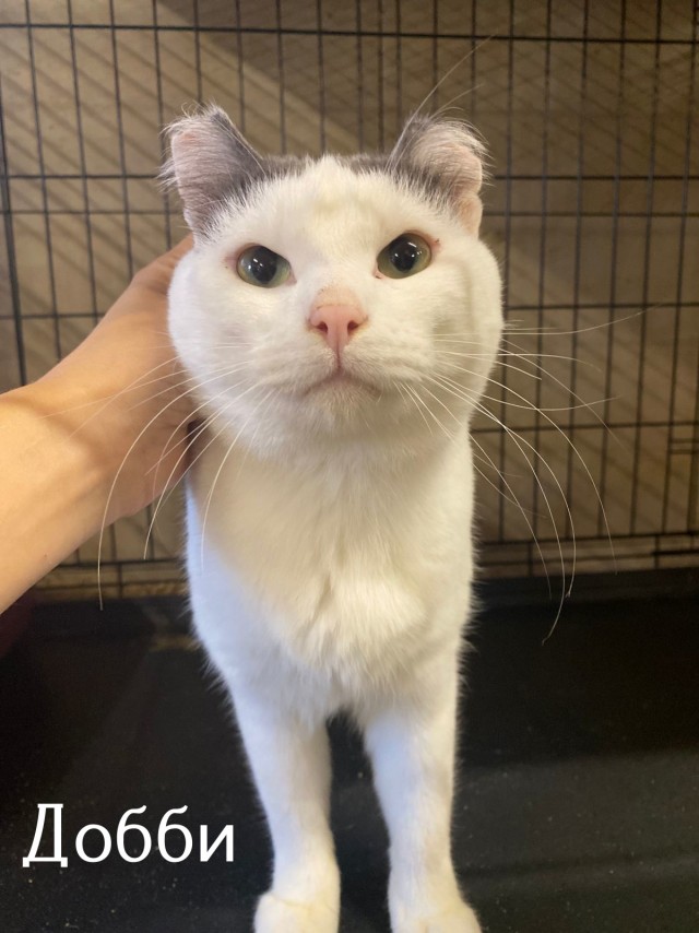 Жизнь домашнего приюта "Котоленд" 515