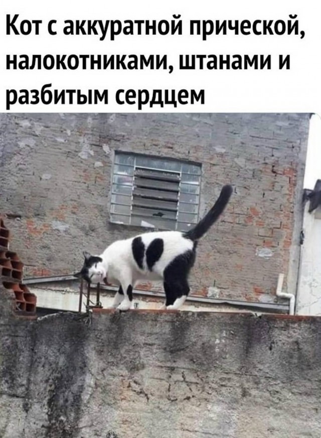 Веселое настроение в картинках (21.11.2025)