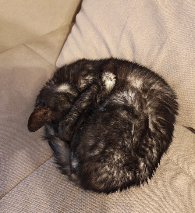 Кото-вторник.